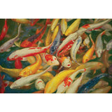 Koi Printed Canvas Painting